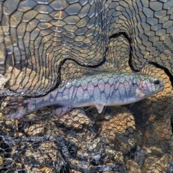 トラウト狙いリベンジ